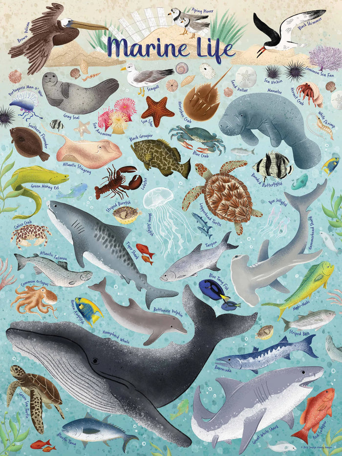 Marine Life Puzzle